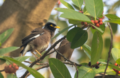 Acridotheres tristis