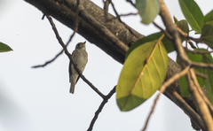 Muscicapa dauurica