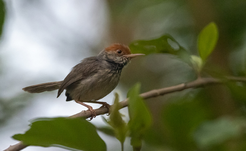 Cambodian Tailorbird