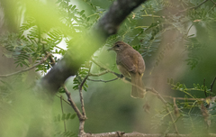 Pycnonotus conradi