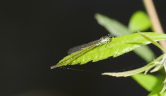Ischnura posita image