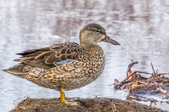 Blue-Winged Teal photo 5