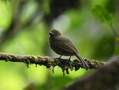 Rhynchocyclus pacificus