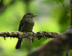 Rhynchocyclus pacificus