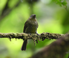 Rhynchocyclus pacificus