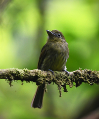 Rhynchocyclus pacificus