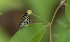Castalius rosimon