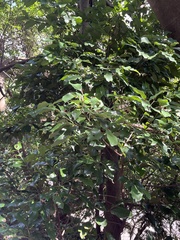 Cryptocarya concinna