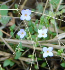 Houstonia pusilla