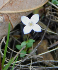 Houstonia pusilla