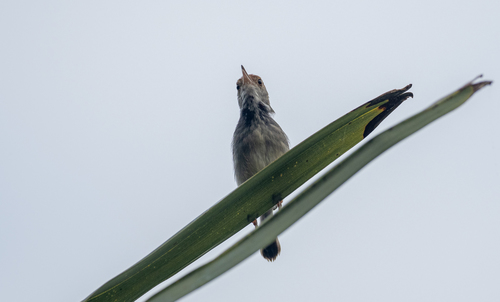 Cambodian Tailorbird (Orthotomus chaktomuk), photo 6