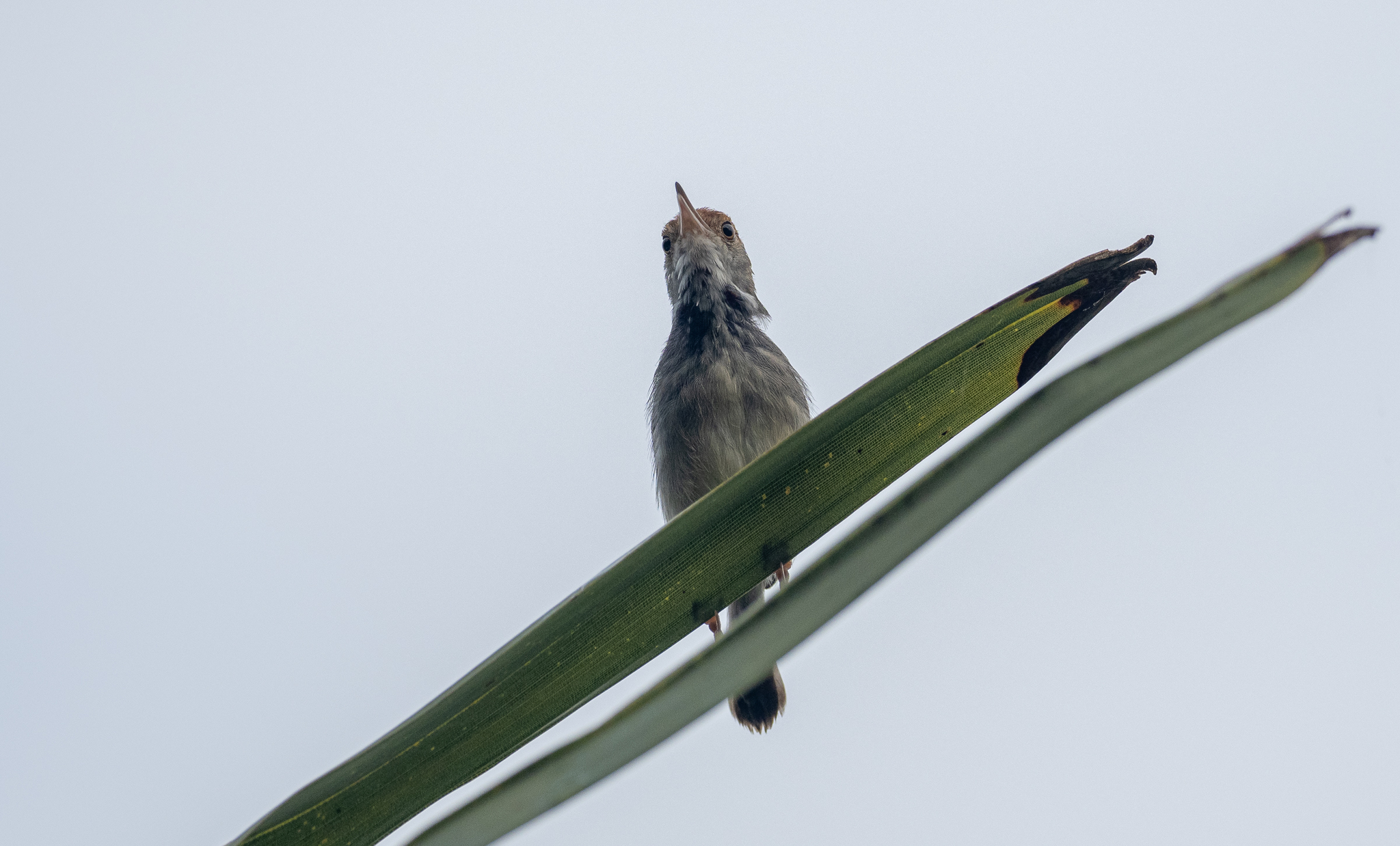 Cambodian Tailorbird (Orthotomus chaktomuk), photo 6