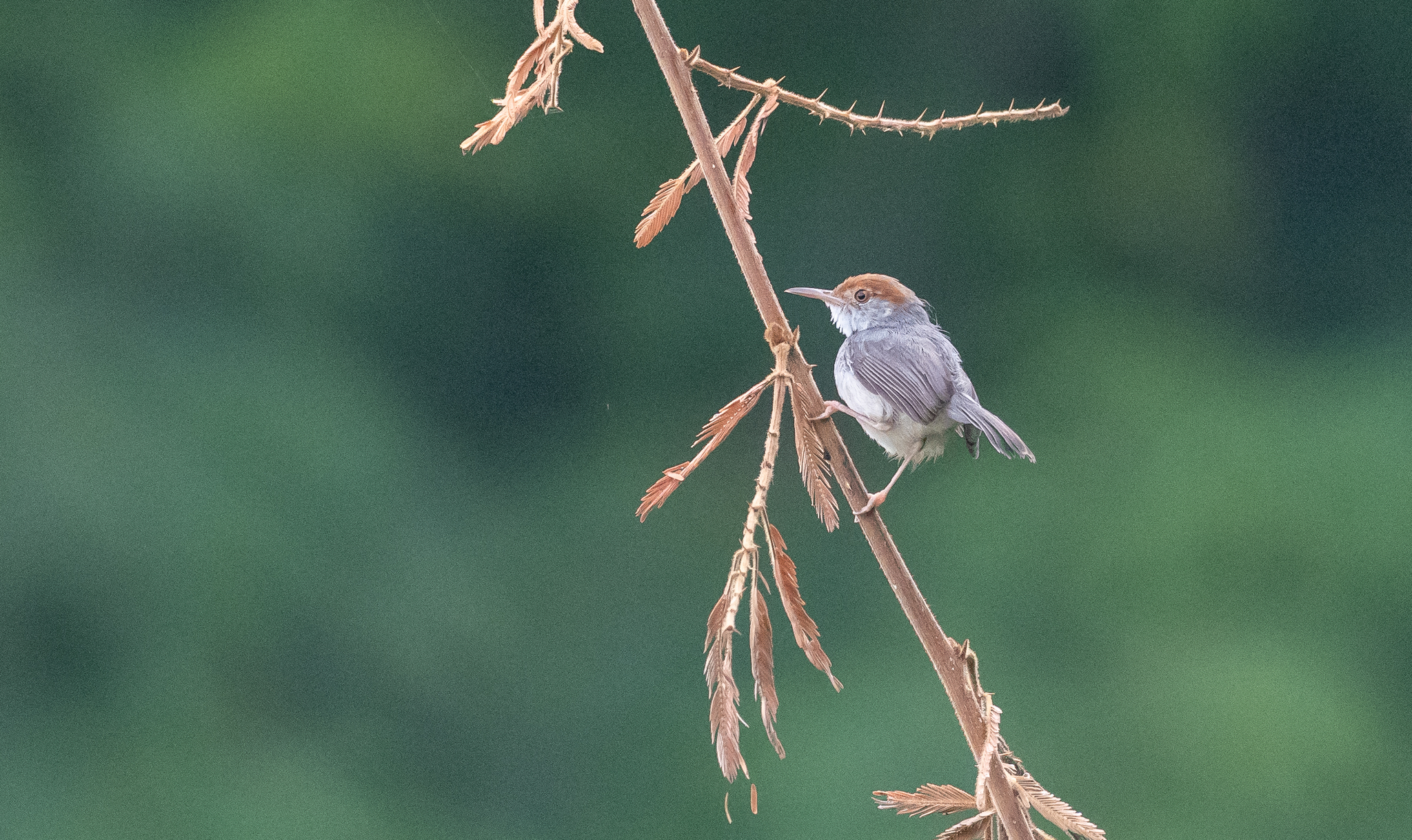 Cambodian Tailorbird (Orthotomus chaktomuk), photo 7