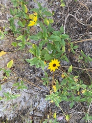 Helianthus debilis image