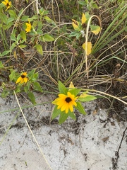 Helianthus debilis image