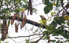 Phylloscopus schwarzi