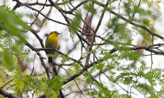 Aegithina tiphia