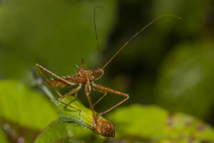 Rocconota annulicornis