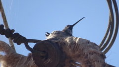 Heliomaster longirostris