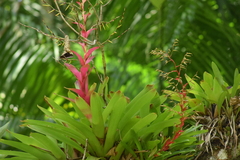 Vriesea philippocoburgi