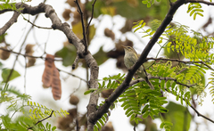 Phylloscopus plumbeitarsus