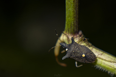 Proxys obtusicornis
