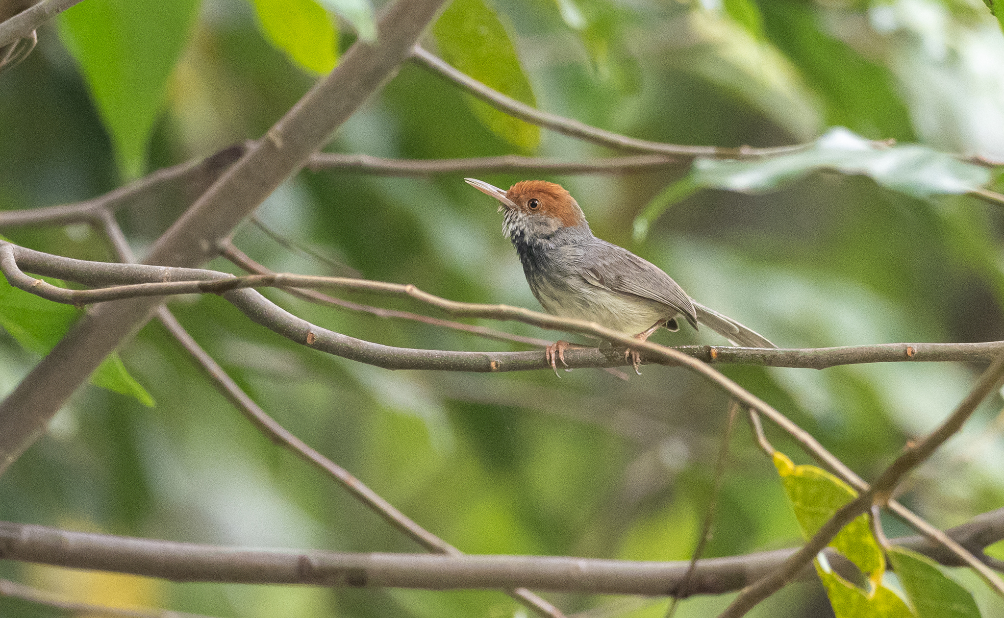Cambodian Tailorbird (Orthotomus chaktomuk), photo 8