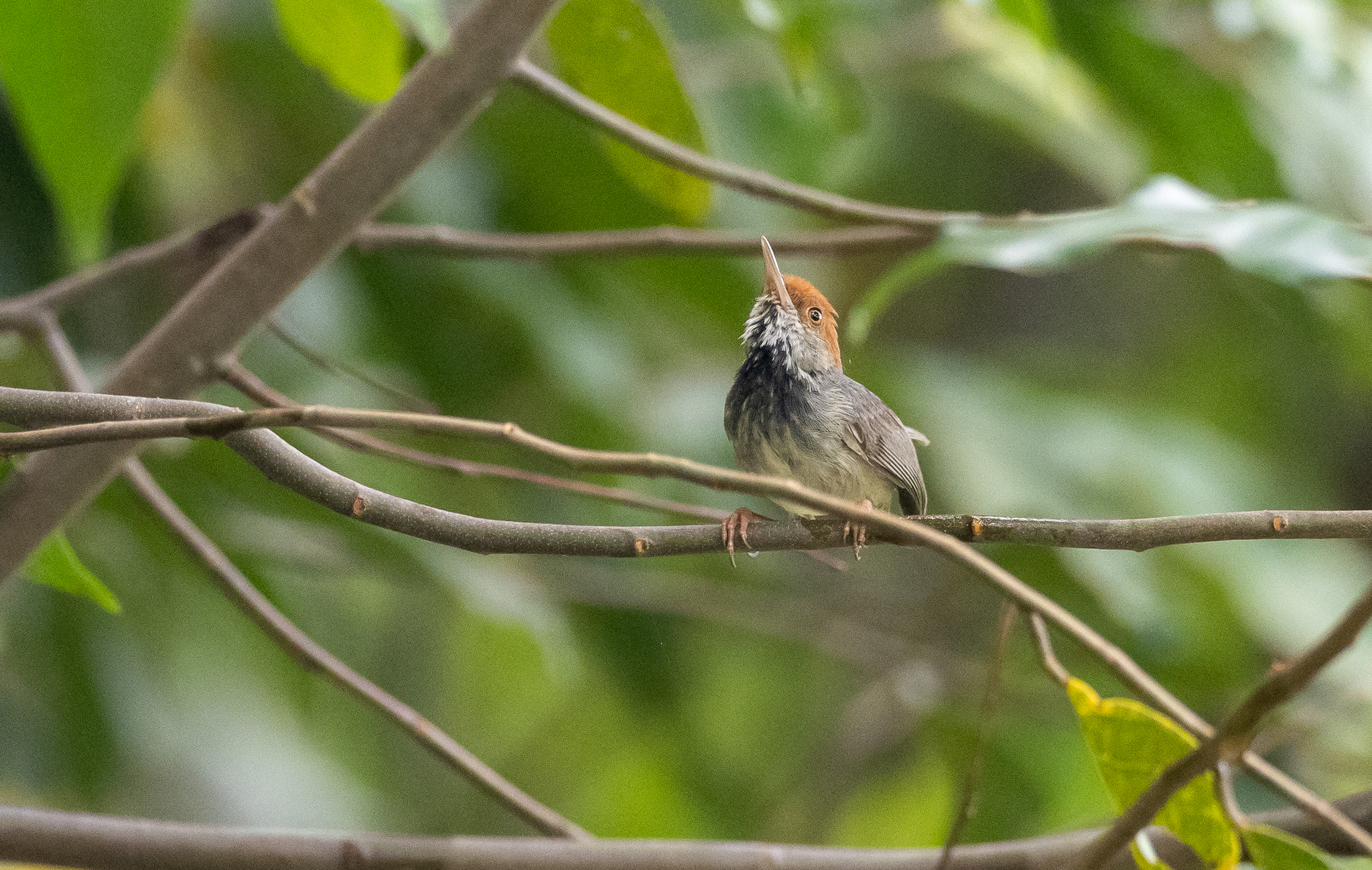 Cambodian Tailorbird (Orthotomus chaktomuk), photo 9