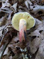 Caloboletus inedulis