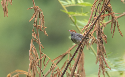 Cambodian Tailorbird (Orthotomus chaktomuk), photo 3