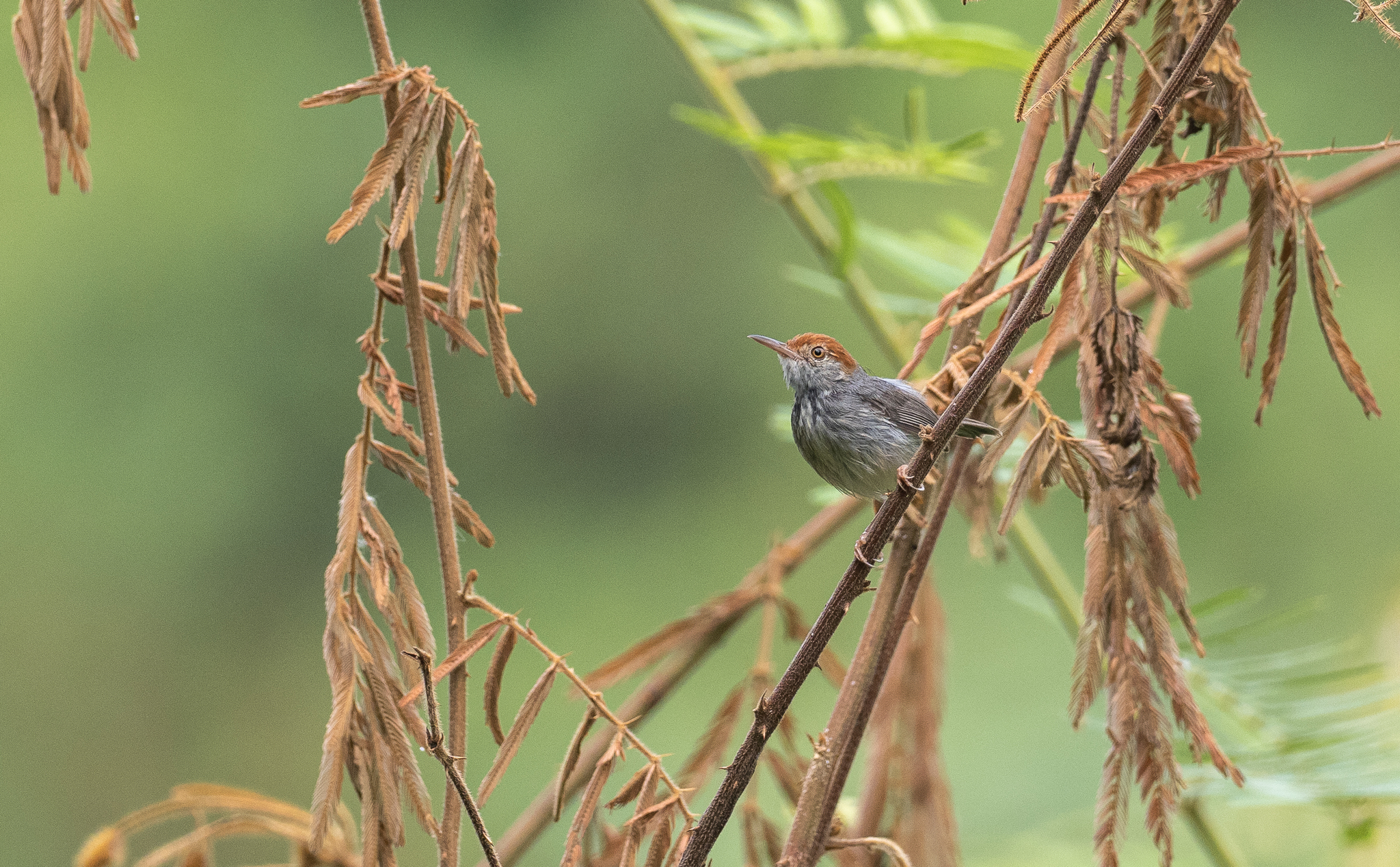 Cambodian Tailorbird (Orthotomus chaktomuk), photo 3