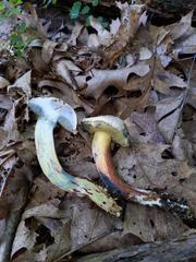 Caloboletus inedulis