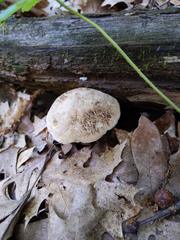 Caloboletus inedulis