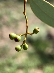 Eucalyptus largiflorens