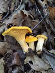 Cantharellus flavus