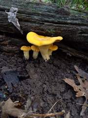 Cantharellus flavus