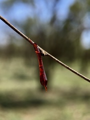 Eucalyptus largiflorens