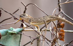 Calotes versicolor