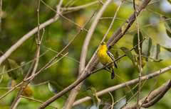 Aegithina tiphia