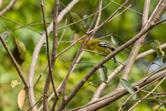 Aegithina tiphia