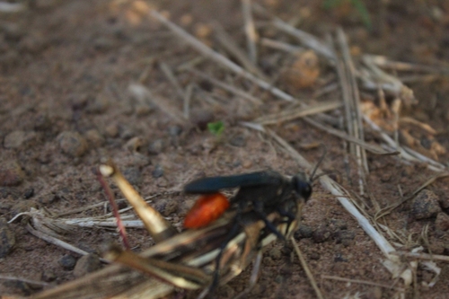 Prionyx