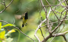 Cinnyris jugularis