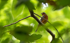 Monticola gularis