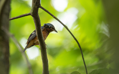 Monticola gularis
