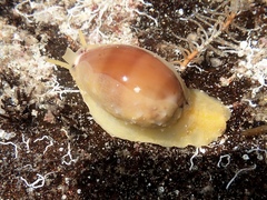 Notocypraea comptonii
