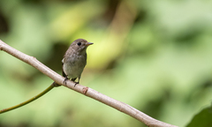 Muscicapa dauurica