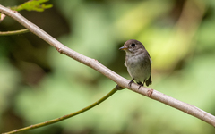 Muscicapa dauurica