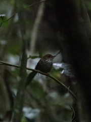 Pnoepyga pusilla