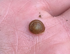 Cryptomastix germana