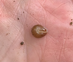 Cryptomastix germana